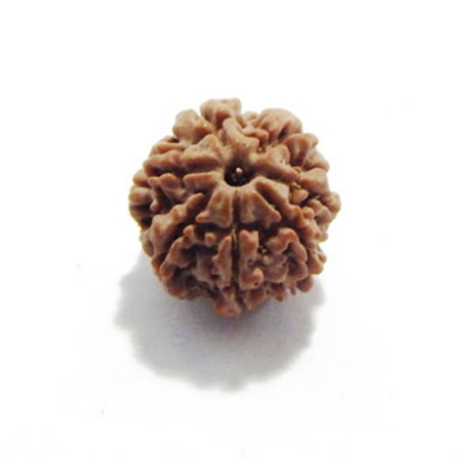 Seven Mukhi (Face) Rudraksha