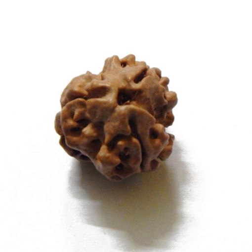 3 Face Nepali Rudraksha Bead