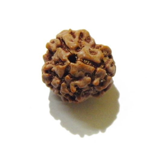 Three Face Nepali Rudraksha Bead