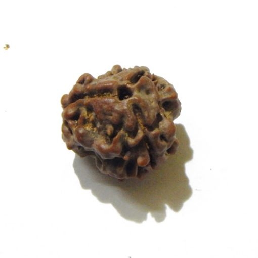 3 Face Nepali Rudraksha Bead