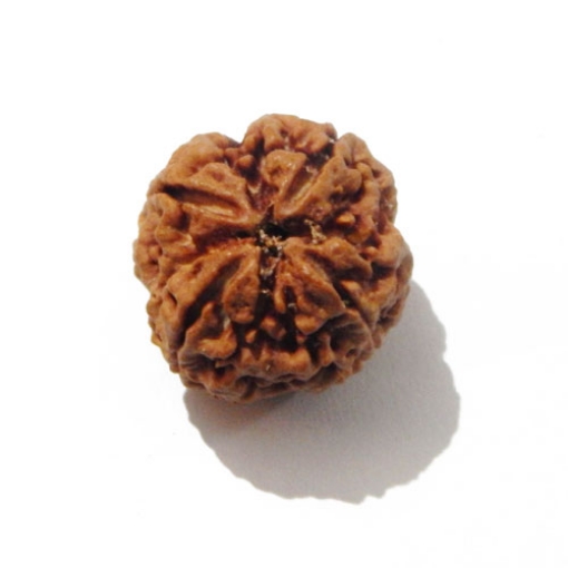 Four face nepali Rudraksha