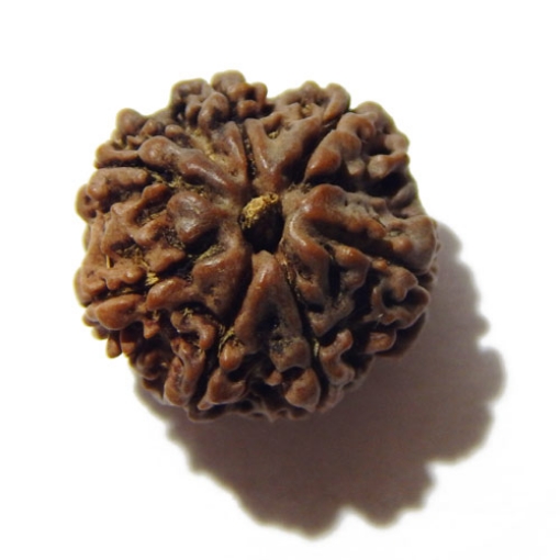 Seven Face Nepali Rudraksha 
