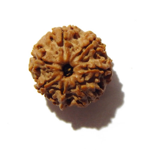 Seven Face Nepali Rudraksha 
