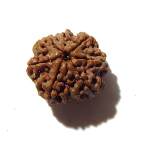 Seven Face Nepali Rudraksha 