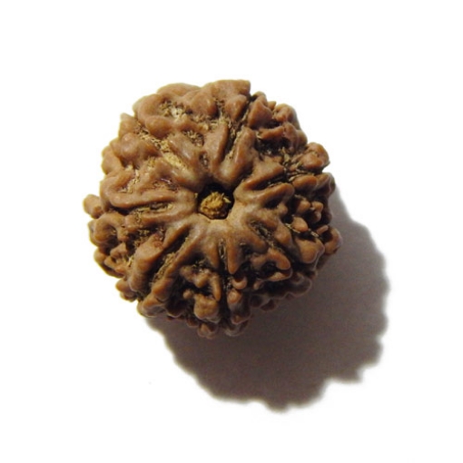 Seven Face Nepali Rudraksha 
