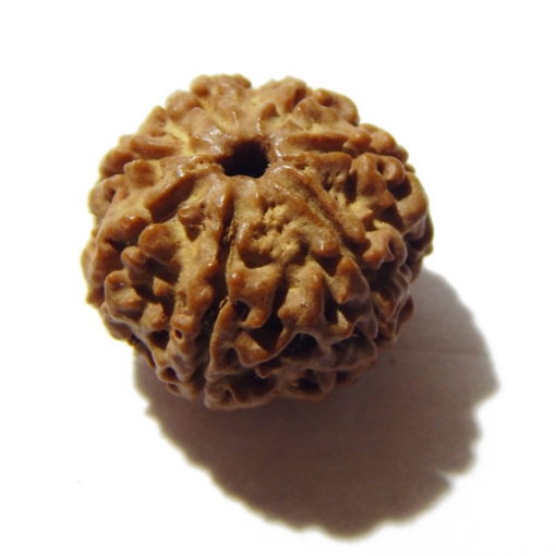 Seven Face Nepali Rudraksha 