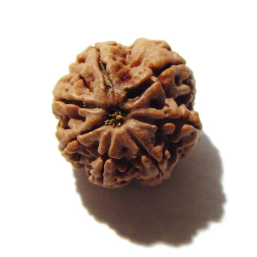 Seven Face Nepali Rudraksha 