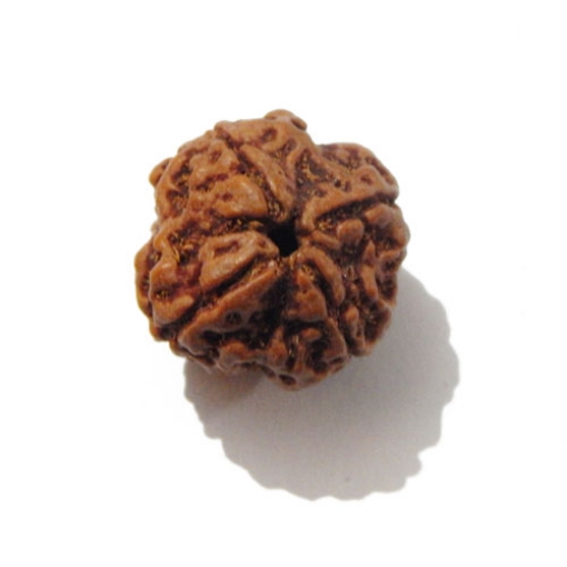 Four face nepali Rudraksha