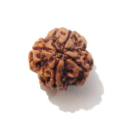 Four face nepali Rudraksha