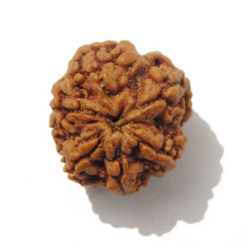 Six Face Rudraksha