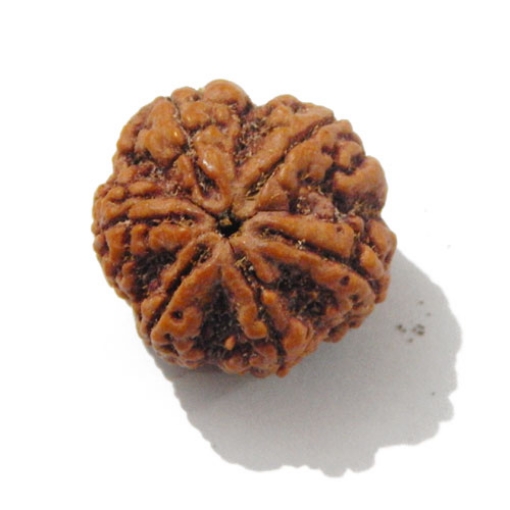 Six Face Rudraksha