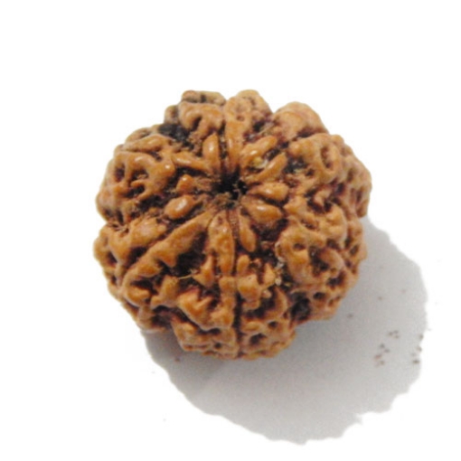 Six Face Rudraksha