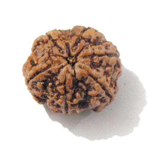 Six Face Rudraksha