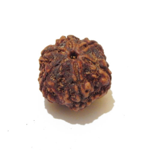 Six Face Rudraksha