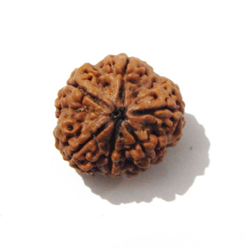 Six Face Rudraksha