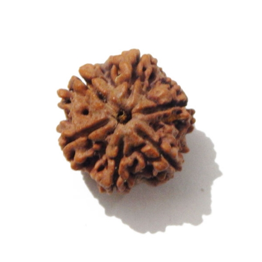 Six Face Rudraksha