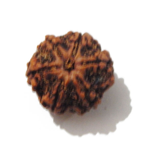Six Face Rudraksha