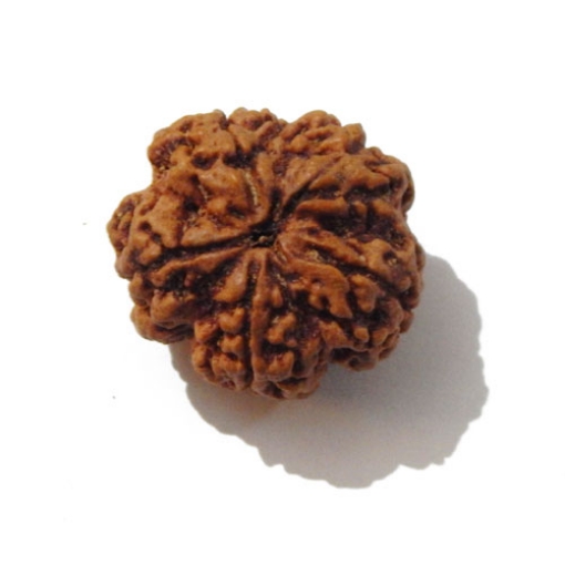 Five Face Nepali Rudraksha