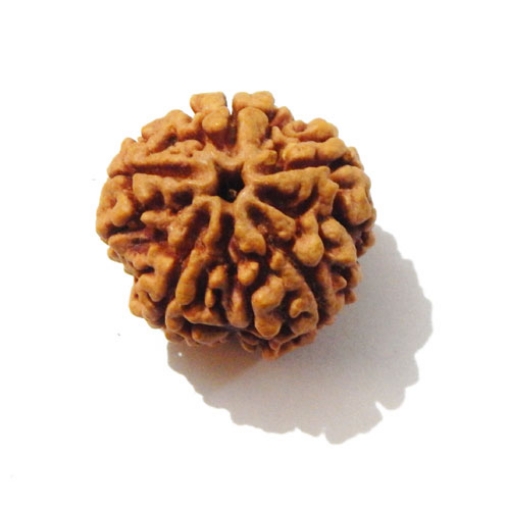 Five Face Nepali Rudraksha
