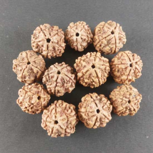 Picture of Perles Rudraksha népalaises en vrac