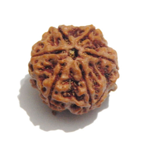 Six Face Rudraksha