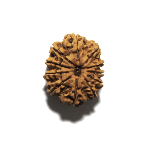 Eleven Face Nepali Rudraksha