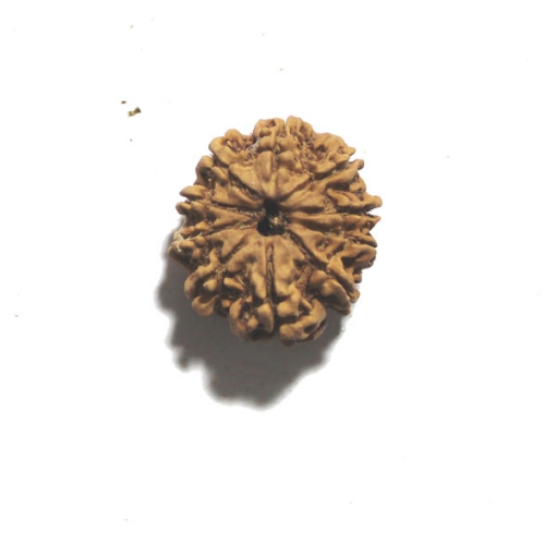Ten Face Nepali Rudraksha 