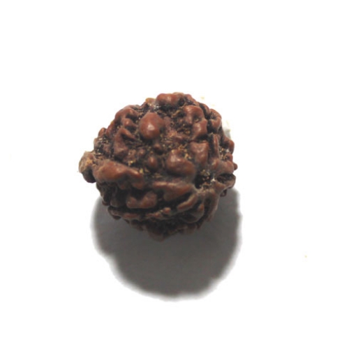 Ganesh Rudraksha