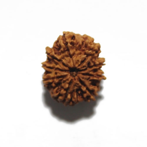 Nine Face Nepali Rudraksha