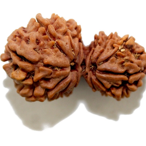Gauri Shankar Rudraksha